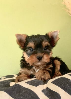 Les chiots de Yorkshire Terrier