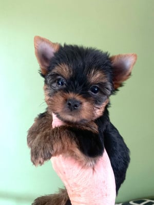 Les chiots de Yorkshire Terrier