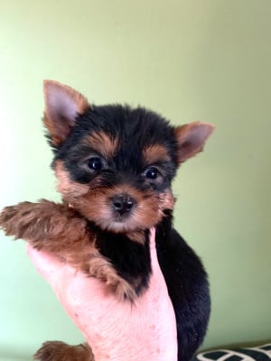 Les chiots de Yorkshire Terrier