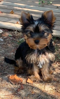 Les chiots de Yorkshire Terrier