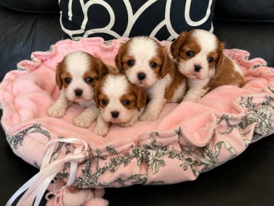 Cavalier King Charles Spaniel