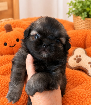 Les chiots de Epagneul tibetain