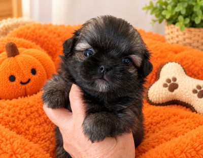 Les chiots de Epagneul tibetain