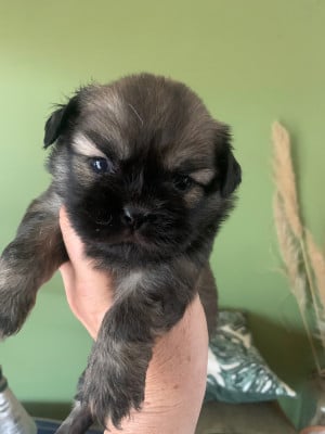 Les chiots de Epagneul tibetain