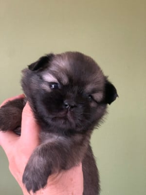 Les chiots de Epagneul tibetain