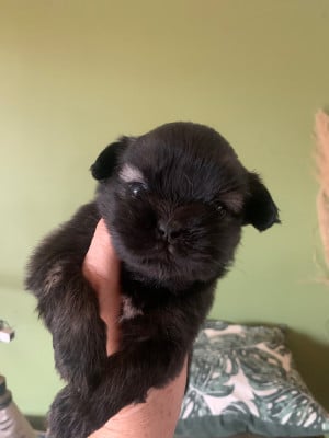 Les chiots de Epagneul tibetain