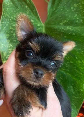 Les chiots de Yorkshire Terrier
