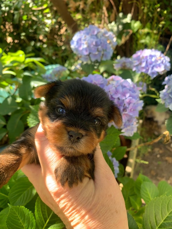 Yorkshire Terrier - ONITSHA'S