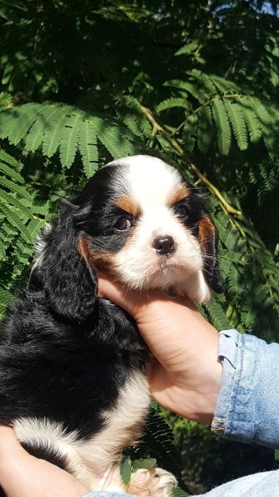 CHIOT - Cavalier King Charles Spaniel