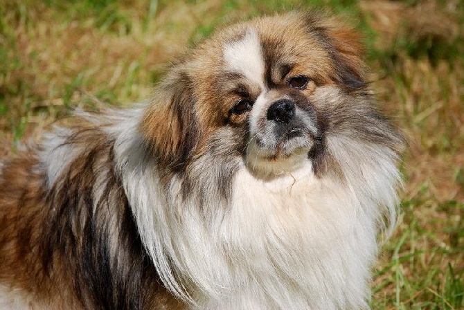 Accueil Elevage Onitsha S Eleveur De Chiens Epagneul Tibetain