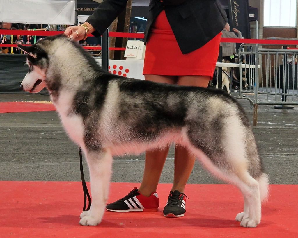 A black marvel de Daybreak Northern