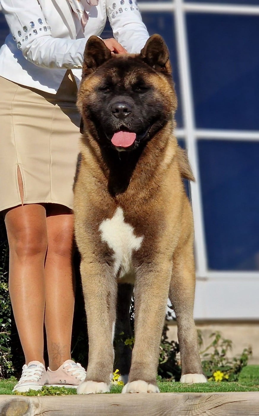 CH. Sendosan UICHIRO SEIKATSU NO TAME NI