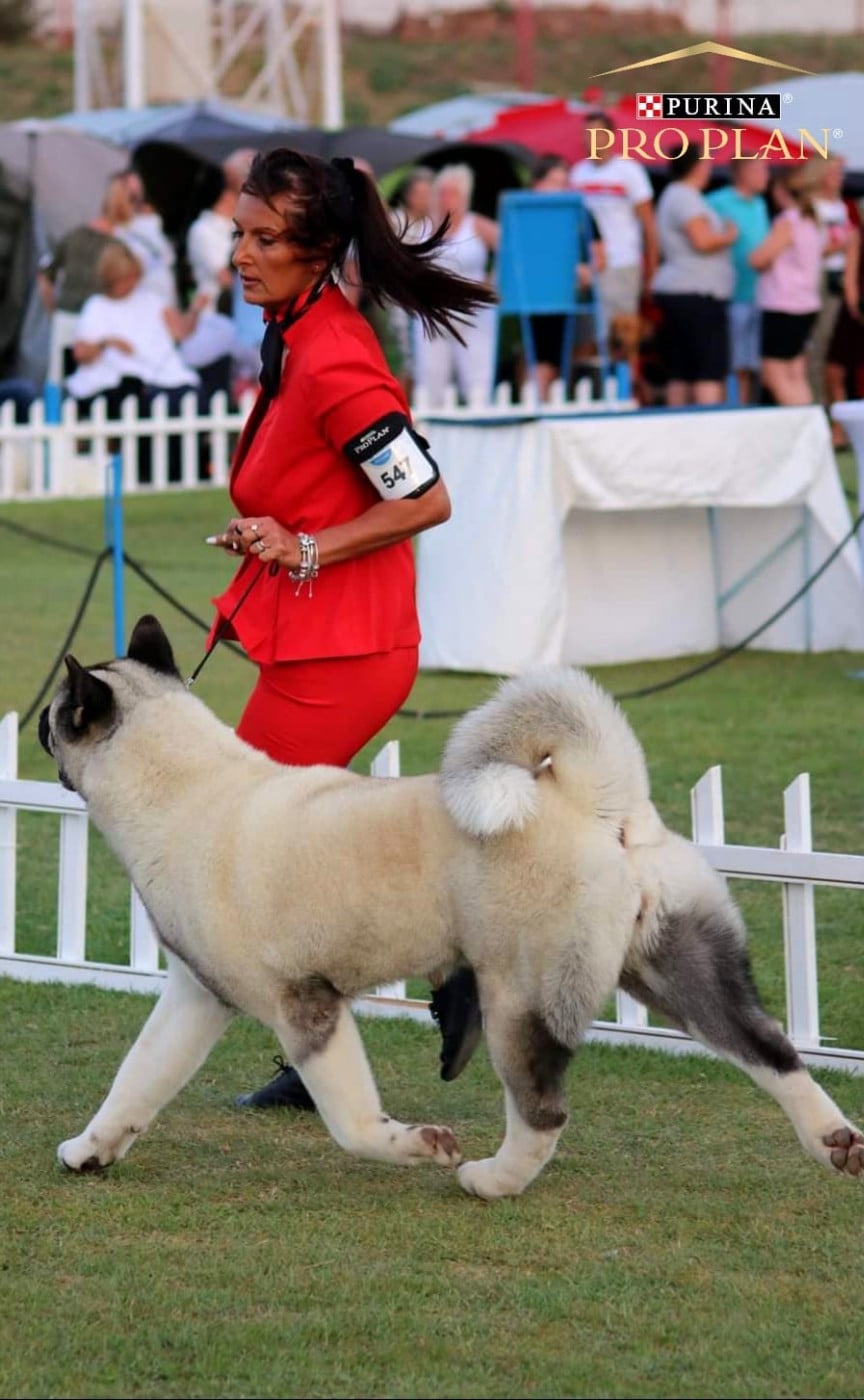 CH. delance magic Yasmin earhart