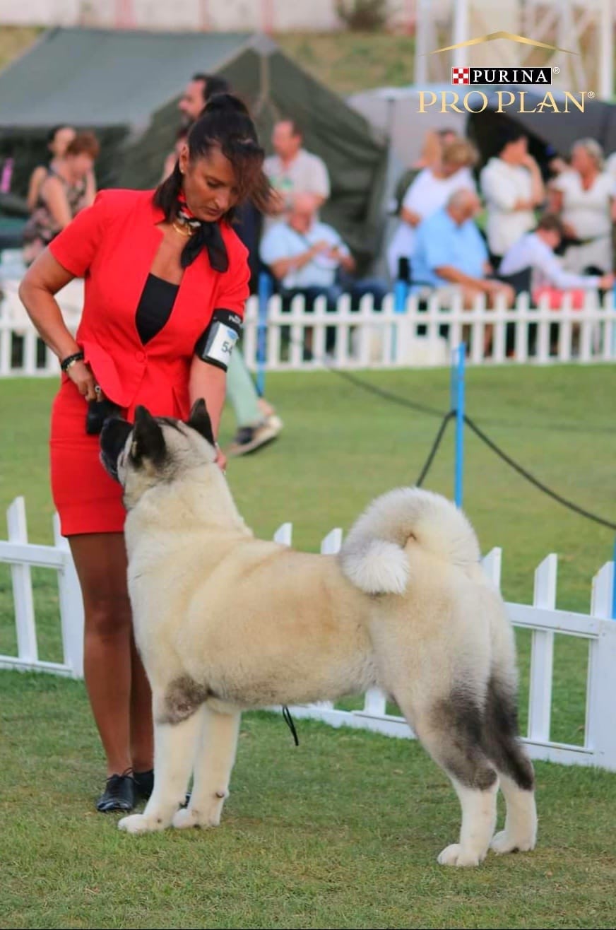 CH. delance magic Yasmin earhart