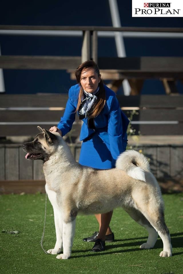 CH. delance magic Yasmin earhart