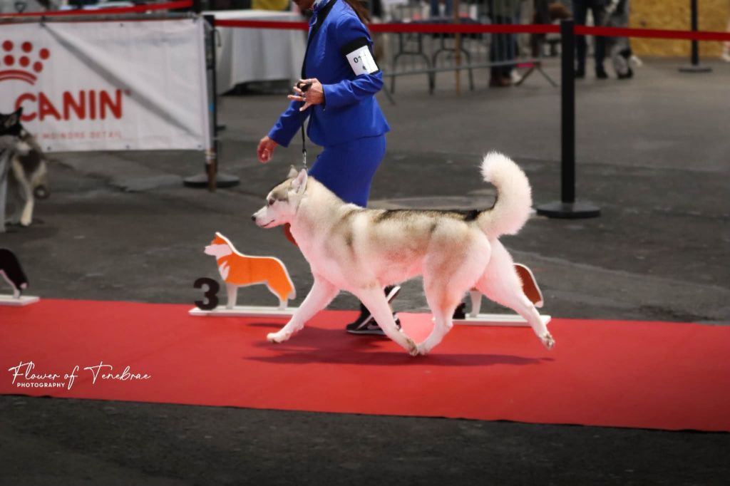 Viva la vida of nashkaia