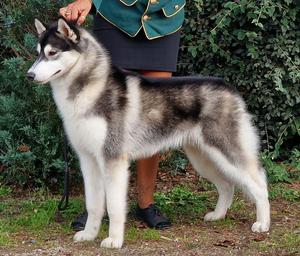 A black marvel de Daybreak Northern