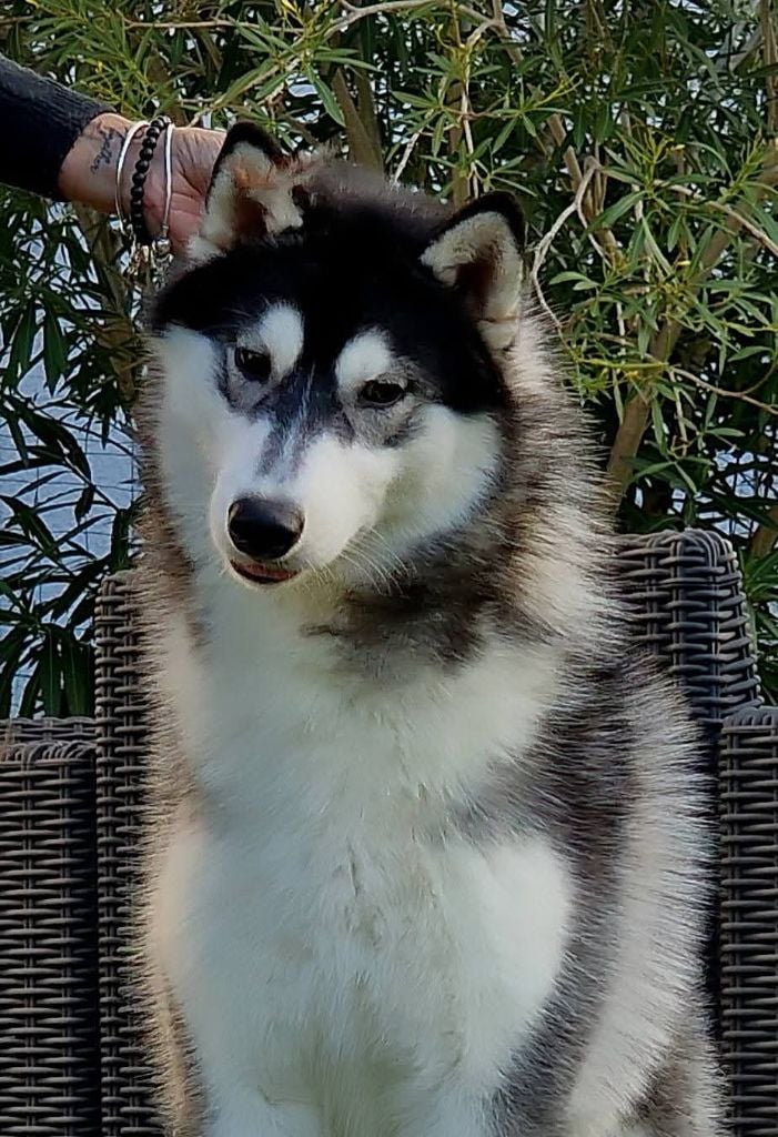 A black marvel de Daybreak Northern