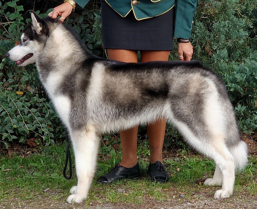 A black marvel de Daybreak Northern