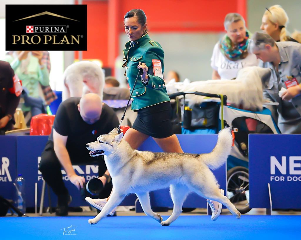 Viva la vida of nashkaia