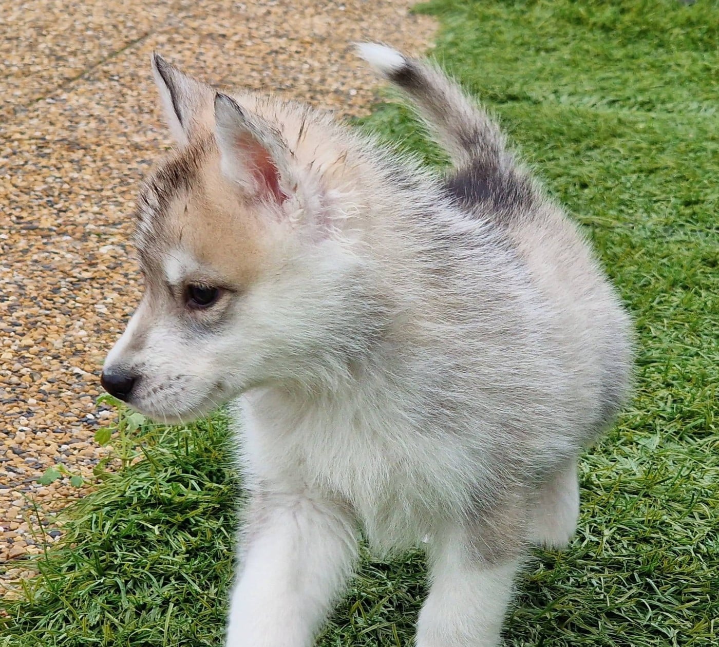 ANOTHER LOVE FOR LIFE