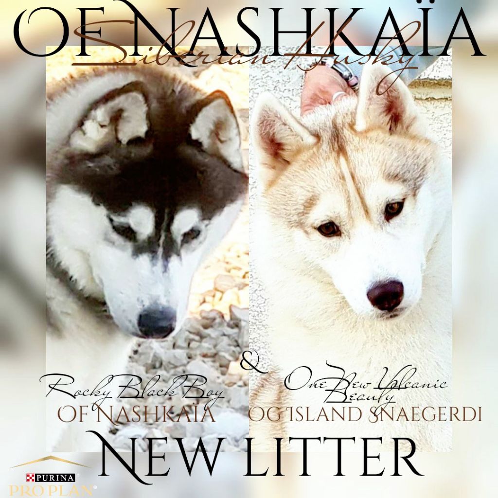 of nashkaia - Siberian Husky - Portée née le 19/10/2021