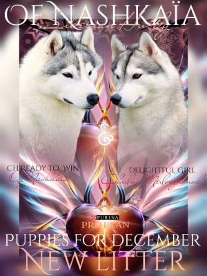 Les chiots de Siberian Husky