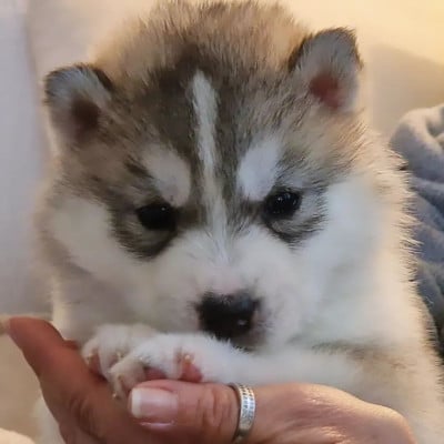 Les chiots de Siberian Husky