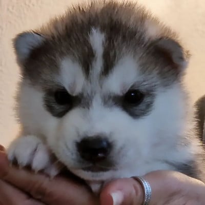 Les chiots de Siberian Husky