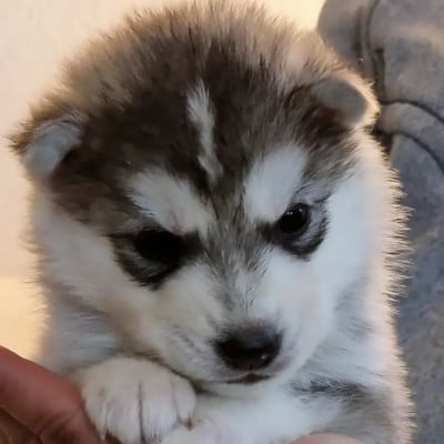 Les chiots de Siberian Husky