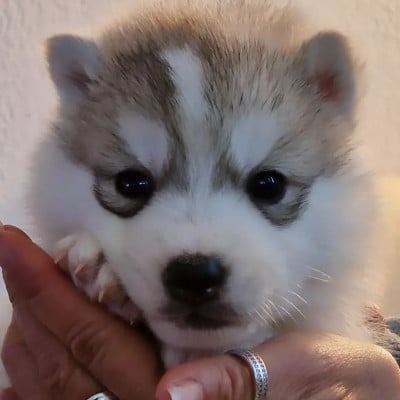 Les chiots de Siberian Husky