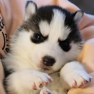 Les chiots de Siberian Husky