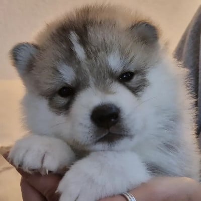 Les chiots de Siberian Husky