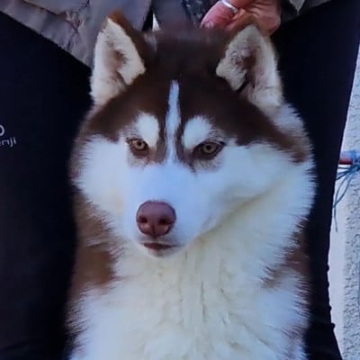 Les chiots de Siberian Husky