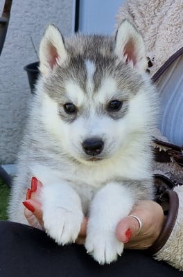 Les chiots de Siberian Husky