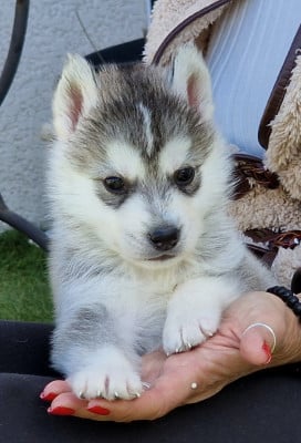 Les chiots de Siberian Husky