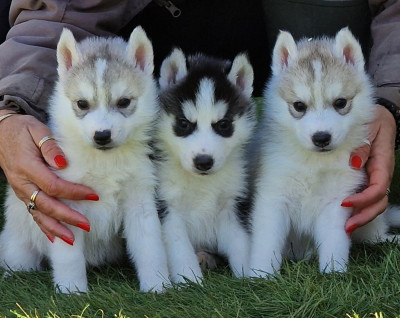 Les chiots de Siberian Husky
