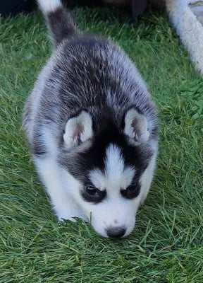 Les chiots de Siberian Husky