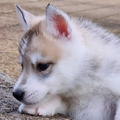 Les chiots de Siberian Husky