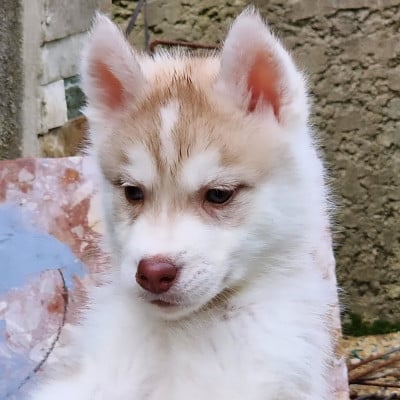 Les chiots de Siberian Husky