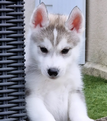 Les chiots de Siberian Husky