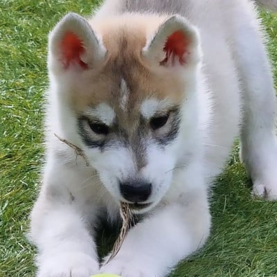 Les chiots de Siberian Husky