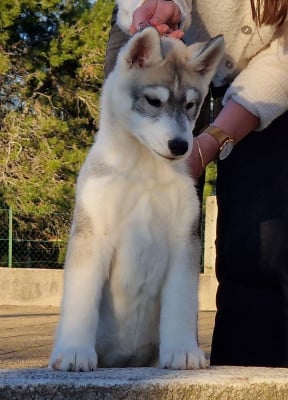 Les chiots de Siberian Husky