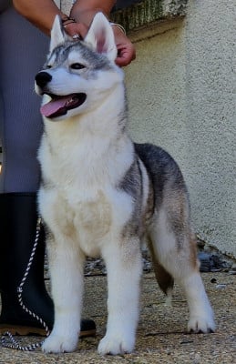 Les chiots de Siberian Husky