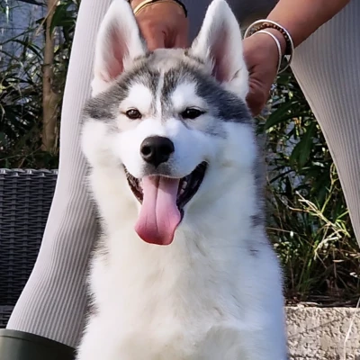 Les chiots de Siberian Husky