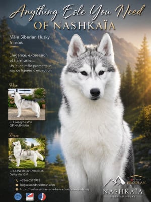 Les chiots de Siberian Husky
