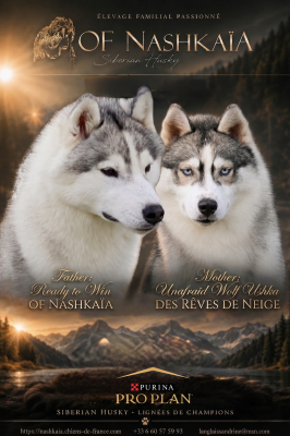 Les chiots de Siberian Husky
