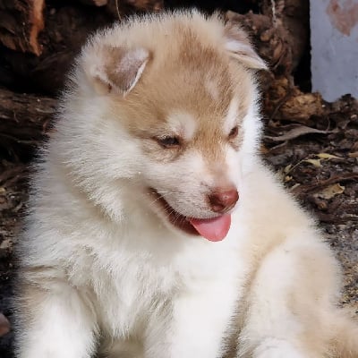 Les chiots de Siberian Husky
