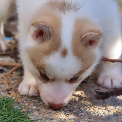Les chiots de Siberian Husky
