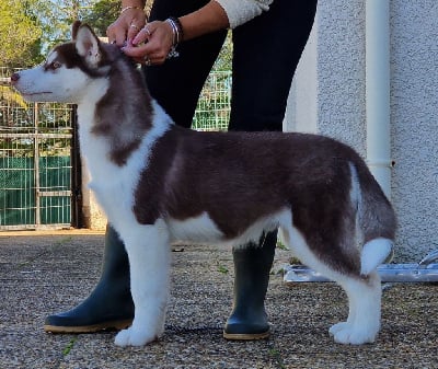 Les chiots de Siberian Husky
